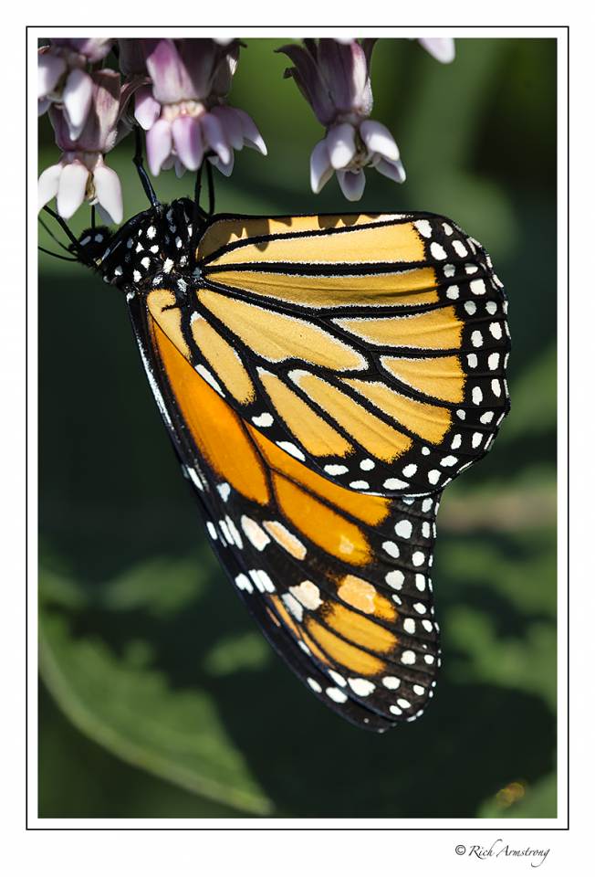 monarch buterfly 3.jpg